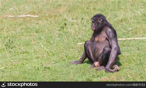 Adult bonobo sitting on the green grass