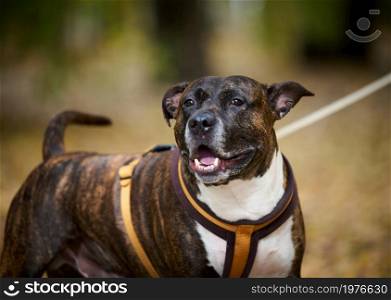 adult brown american pit bull terrier stands in an autumn park and looks to the side. The mouth is open and the tongue sticks out, good dog