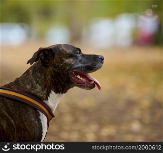 adult brown American Pit Bull Terrier stands in an autumn park and looks to the side.