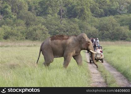 Adult bull in musth crossing road while tourists watch
