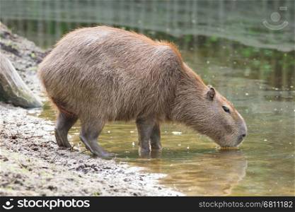 Adult capybara drinking at a filthy pond