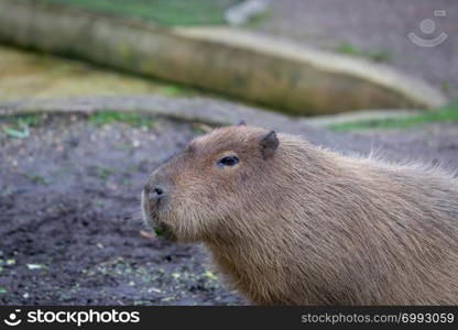 Adult Capybara (Hydrochoerus hydrochaeris) in a zoo