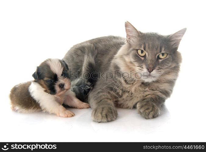 adult cat and puppy shitzu in front of white background