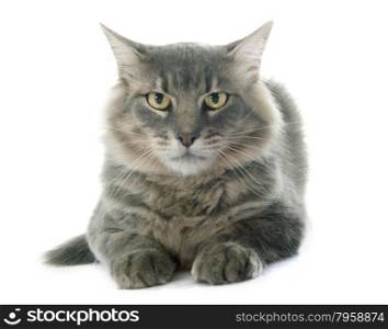adult cat in front of white background