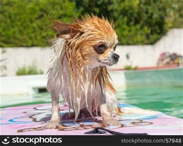 adult chihuahua and swimming pool in summer