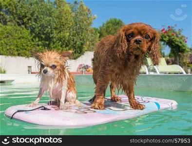 adult chihuahuaand cavalier king charles in swimming pool in summer