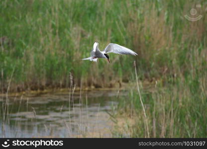 Adult common tern (sterna hirundo) in the flight, hunting over the lake overgrown with reeds