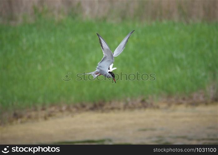 Adult common tern (sterna hirundo) in the flight, hunting over the lake overgrown with reeds
