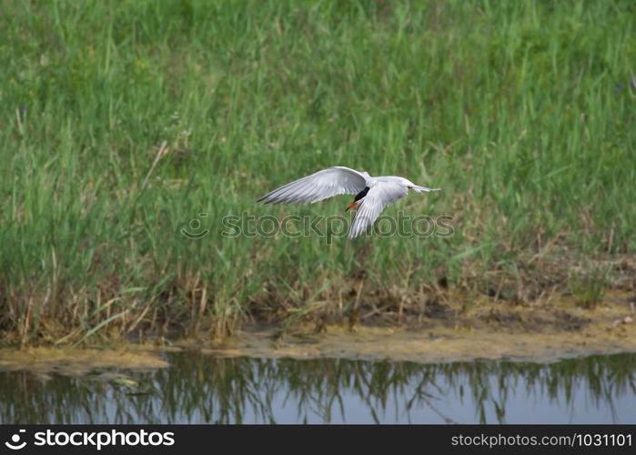 Adult common tern (sterna hirundo) in the flight, hunting over the lake overgrown with reeds