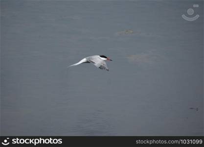 Adult common tern (sterna hirundo) in the flight, hunting over the water