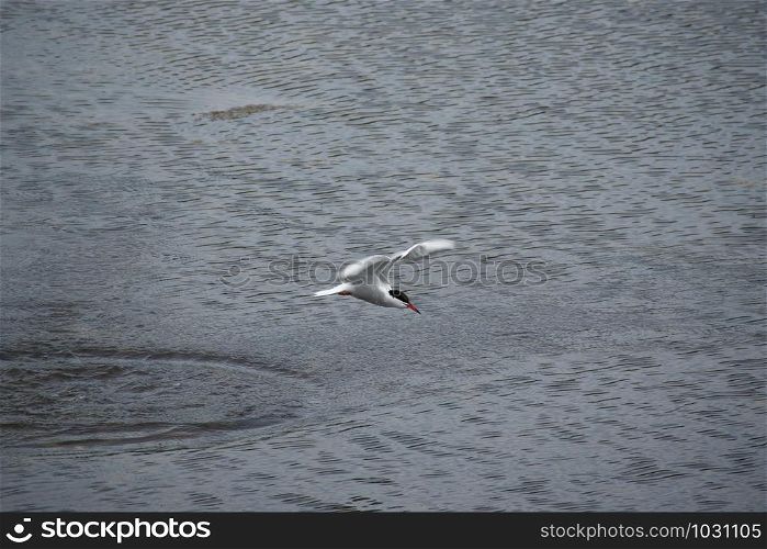 Adult common tern (sterna hirundo) in the flight over the water after fishing , with the circles on water surface in the background
