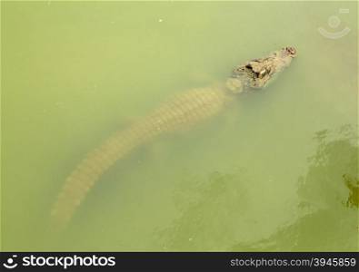 adult crocodile in the river