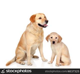Adult dog with puppy sitting isolated on white background