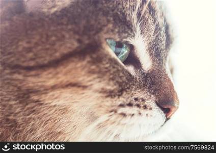 adult domestic cat portrait close up