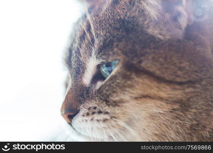 adult domestic cat portrait close up