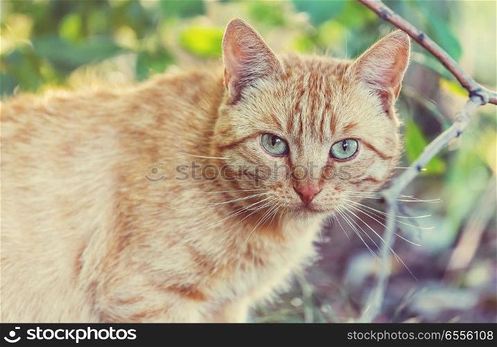adult domestic cat sitting in grass