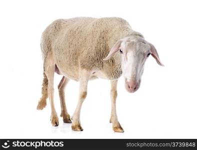 adult ewe in front of white background