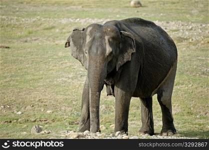 Adult female Asian elephant at water hole