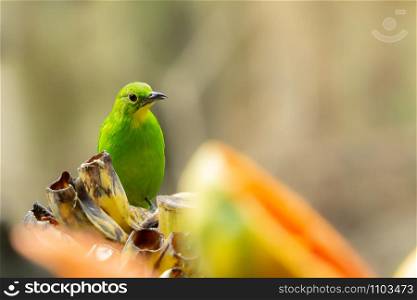 Adult female Greater Green Leafbird (Chloropsis sonnerati) standing on banana in the garden.