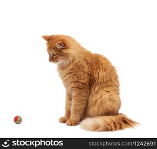 adult fluffy red cat plays with a red ball, cute animal isolated on a white background