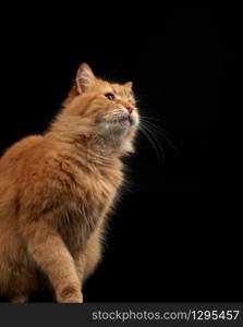 adult fluffy red cat sits sideways, cute face, animal isolated on black background