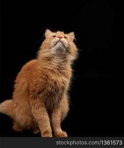 adult fluffy red cat sits sideways, cute face, looking up, animal isolated on black background