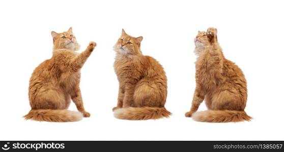 adult fluffy red cat sitting and raised its front paws up, imitation of holding any object, animal isolated on a white background, different poses