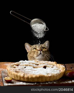 adult funny cat peeking out from under the table with baked pie with plums, black background