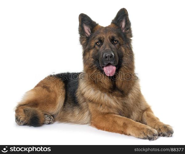 adult german shepherd in front of white background