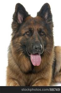 adult german shepherd in front of white background