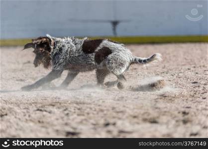 Adult German wire-haired pointer playing outdoors with a ball