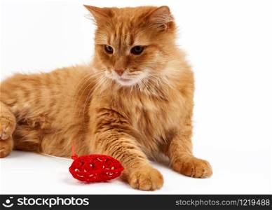 adult ginger domestic cat lies on a white background, near a red heart, cute face looks sideways