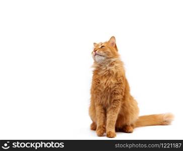 adult ginger domestic cat sits sideways on a white background, animal has a serious face, copy space