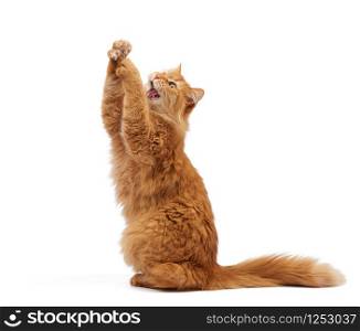 adult ginger fluffy cat raised his front paw up on a white background, cute playful animal, look up and mouth open, teeth visible