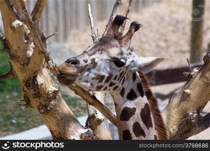 adult giraffe nibbles and sucks the bark of a tree