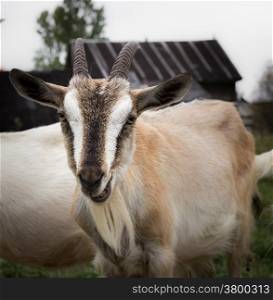 Adult goat village (Alpine breed) with large horns.