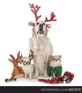 adult golden retriever and chihuahuas in front of white background