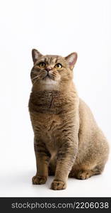 adult gray cat scottish straight sid on a white background and looks up