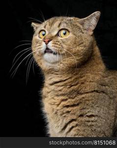 Adult gray cat Scottish Straight sits on a black background. Funny surprised muzzle with open mouth