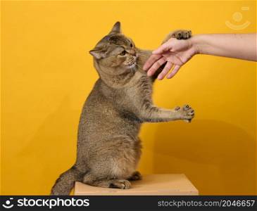 adult gray cat, short-haired Scottish straight-eared, sits on a yellow background. Woman&rsquo;s hand trying to pet an animal