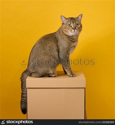 adult gray cat, short-haired Scottish straight-eared, sits on a yellow background. The animal sits on a brown cardboard box