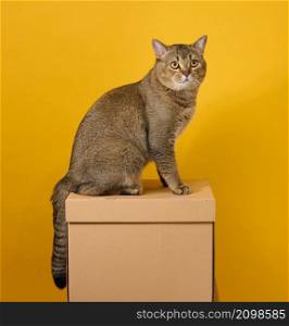 adult gray cat, short-haired Scottish straight-eared, sits on a yellow background. The animal sits on a brown cardboard box