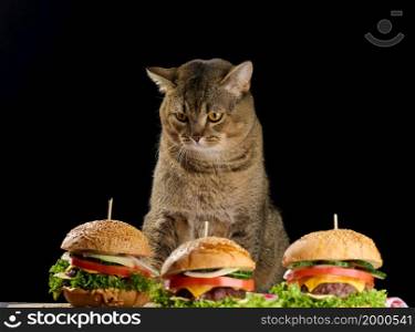 adult gray Scottish straight cat sits near cheeseburgers on the table, black background