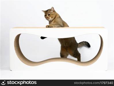 adult gray Scottish straight cat stands on a paper construction scratching post and looks. Animal rest house. White background