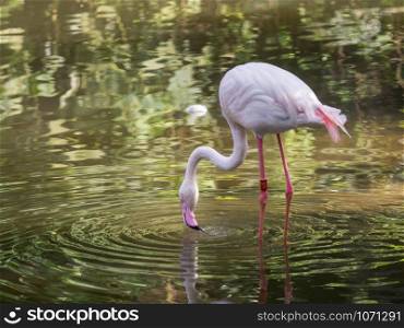 Adult Greater Flamingo (Phoenicopterus roseus) standing on small island in pond.