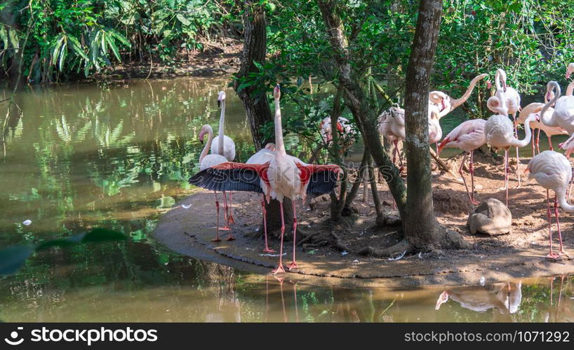 Adult Greater Flamingo (Phoenicopterus roseus) standing on small island in pond.