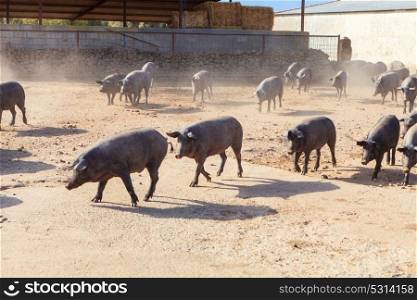Adult Iberian pigs going out from the farm to graze