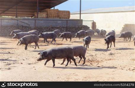 Adult Iberian pigs going out from the farm to graze
