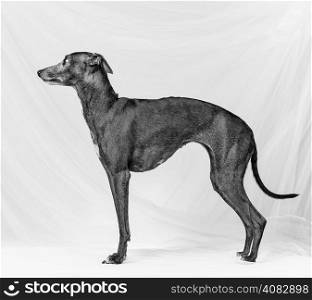 Adult Italian greyhound posing, white canvas background