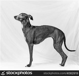 Adult Italian greyhound posing, white canvas background